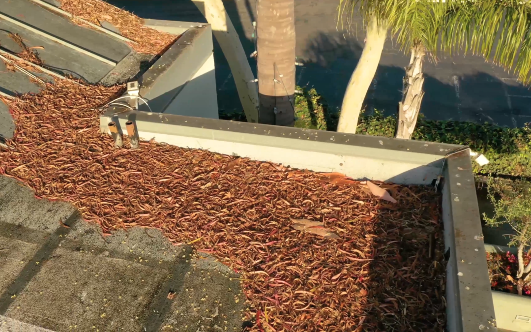 Inspection of a roof showing a build up of leaves